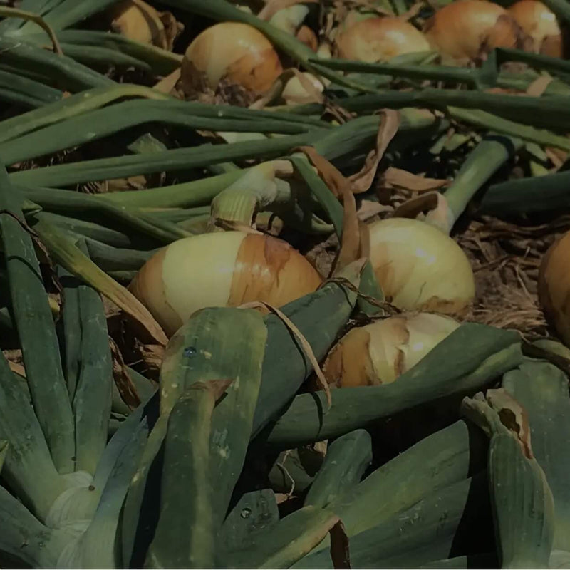Vidalia Onion Seeds