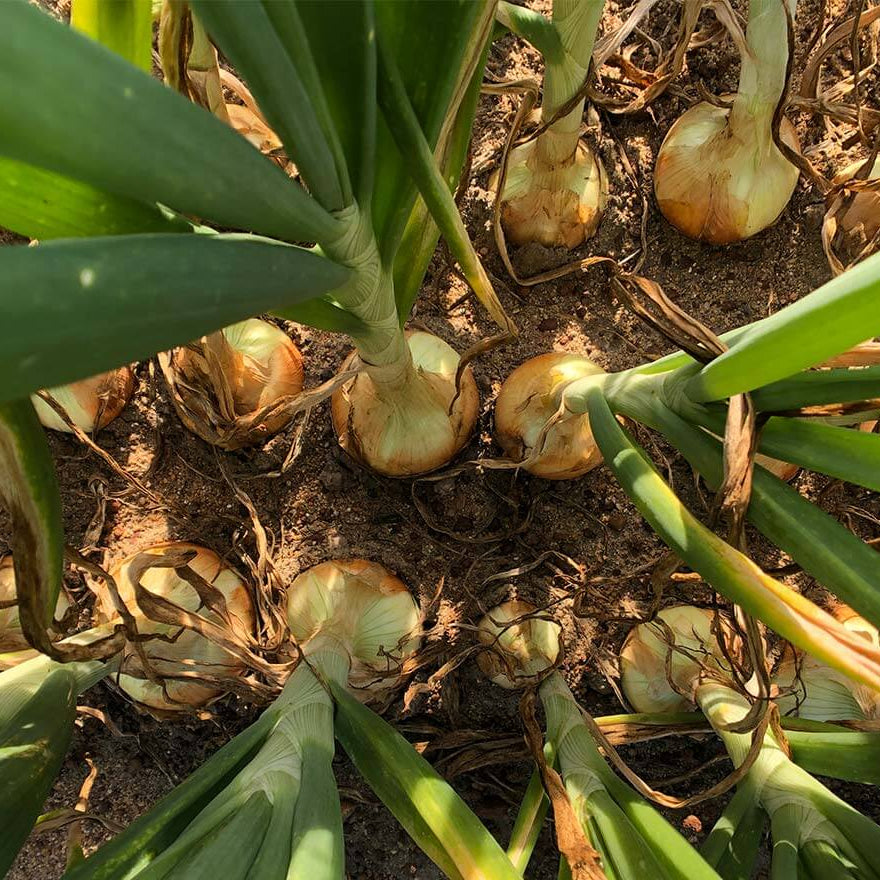Vidalia Onion Seeds
