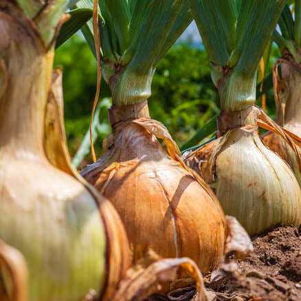 Vidalia Onion Seeds