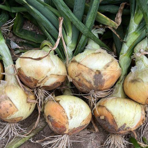 Vidalia Onion Seeds