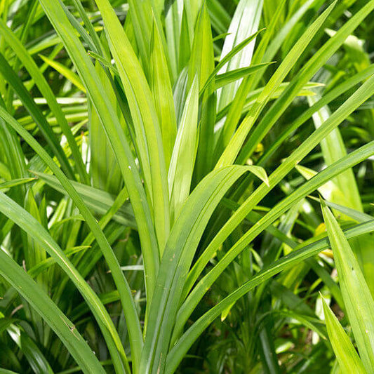 Vietnam Culinary Pandan Seeds