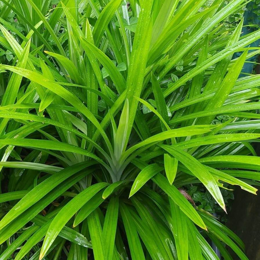 Vietnam Culinary Pandan Seeds