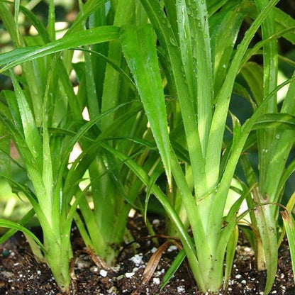 Vietnam Culinary Pandan Seeds