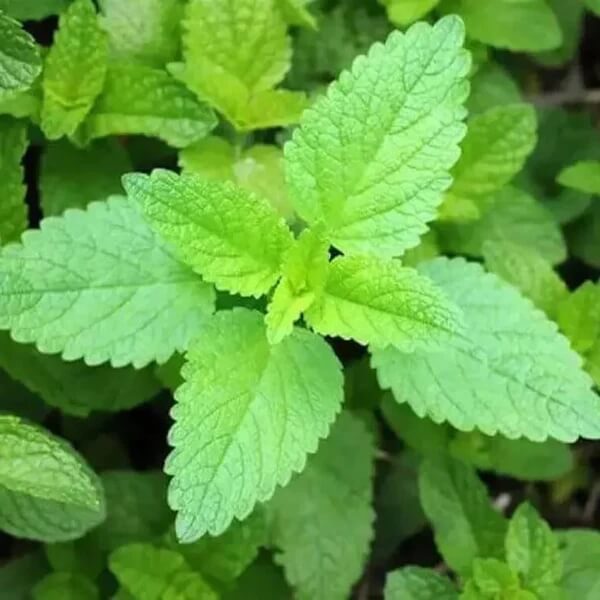 Vietnamese Balm Seeds