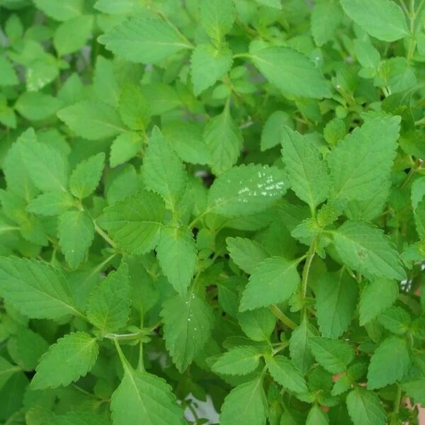 Vietnamese Balm Seeds