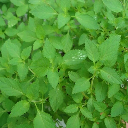 Vietnamese Balm Seeds