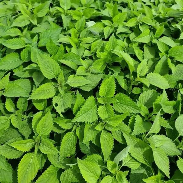 Vietnamese Balm Seeds