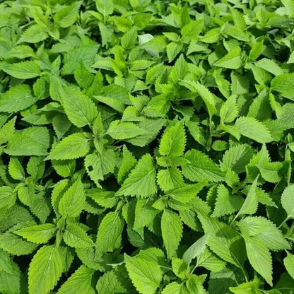 Vietnamese Balm Seeds