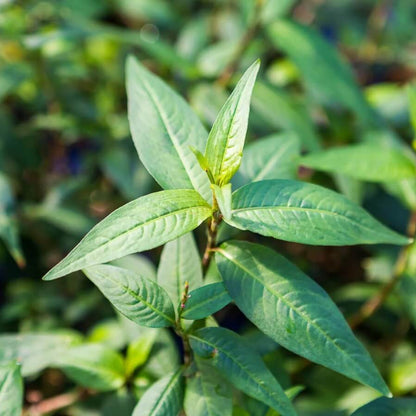Vietnamese Cilantro Seeds - Herbal Plant