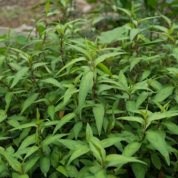 Vietnamese Cilantro Seeds - Flower Plant