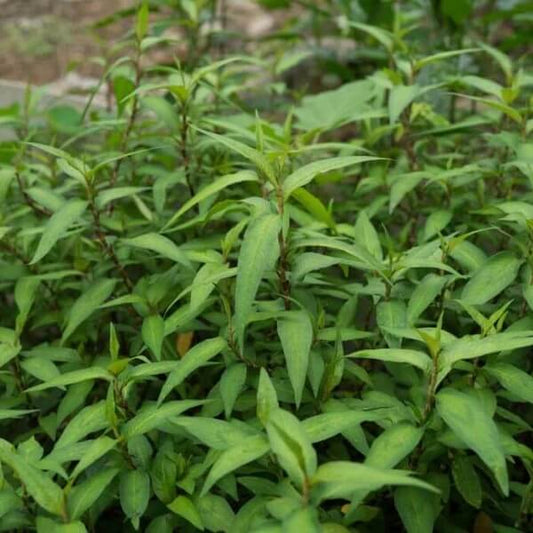 Vietnamese Cilantro Seeds - Flower Plant