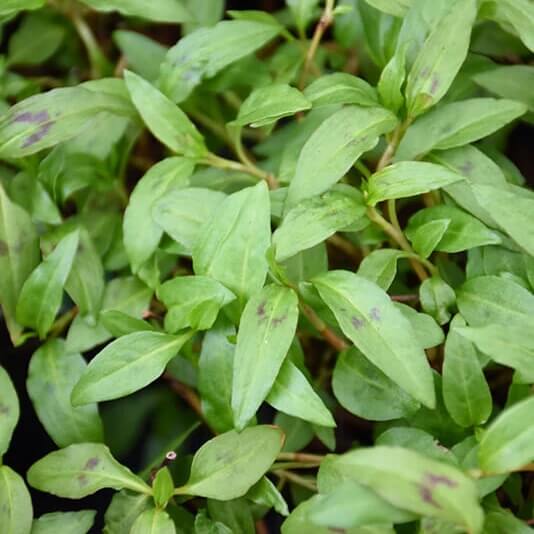 Vietnamese Cilantro Seeds - Flower Plant
