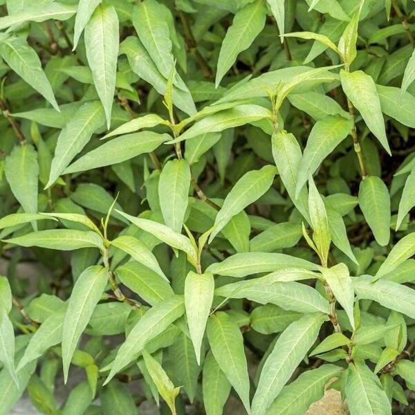 Vietnamese Cilantro Seeds - Flower Plant