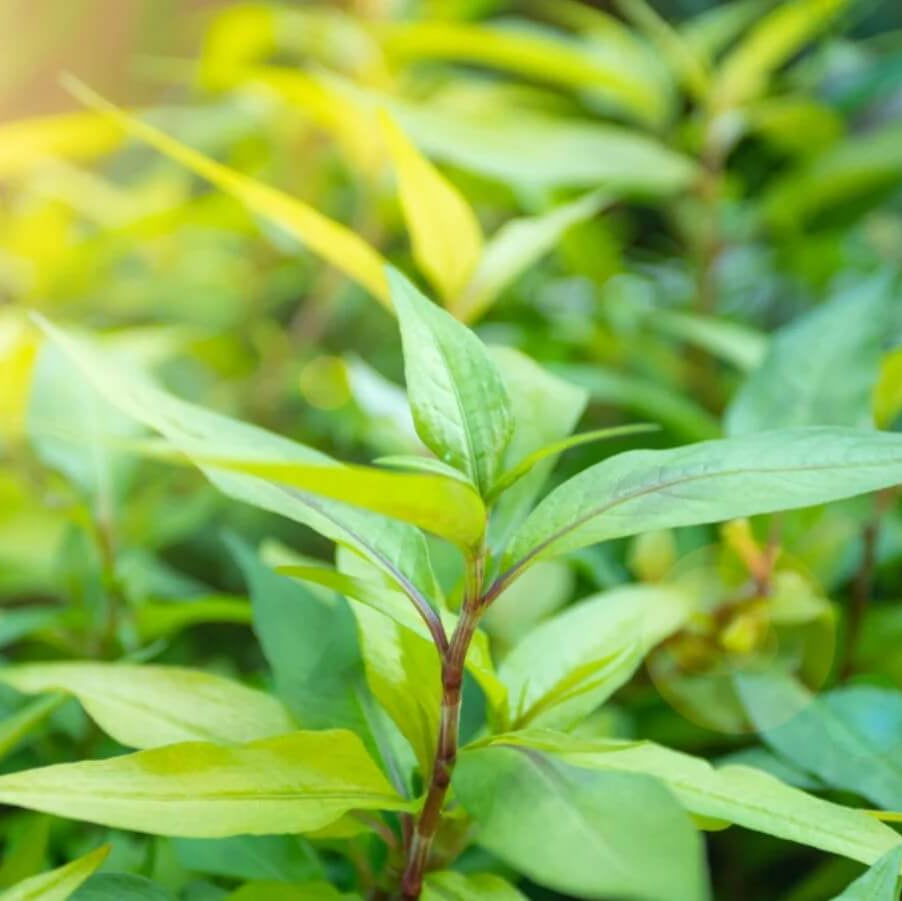 Vietnamese Coriander Seeds - Herbal Plant