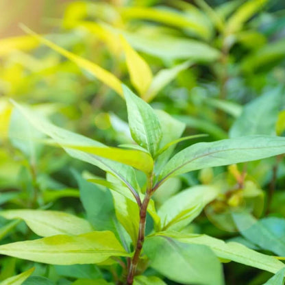 Vietnamese Coriander Seeds - Herbal Plant