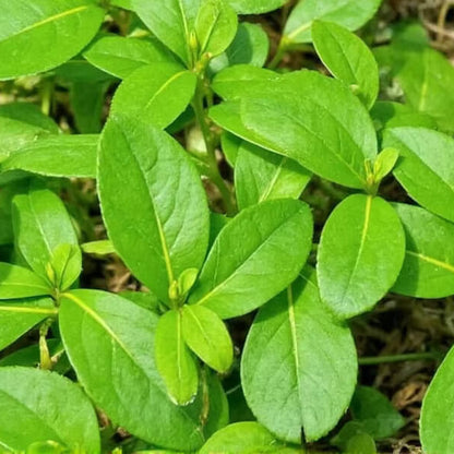 Vietnamese Coriander Seeds - Herbal Plant
