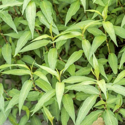 Vietnamese Coriander Seeds for Planting