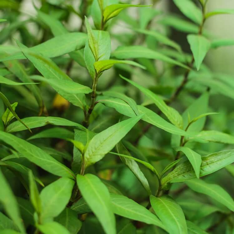 Vietnamese Coriander Seeds for Planting