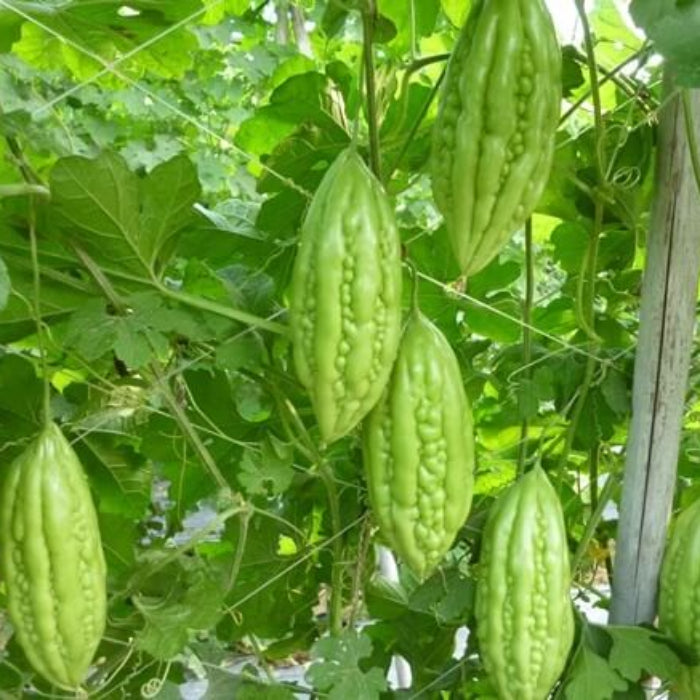 Vietnamese Gourd Seeds 