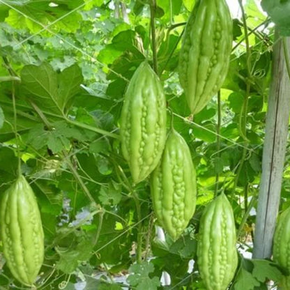 Vietnamese Gourd Seeds 