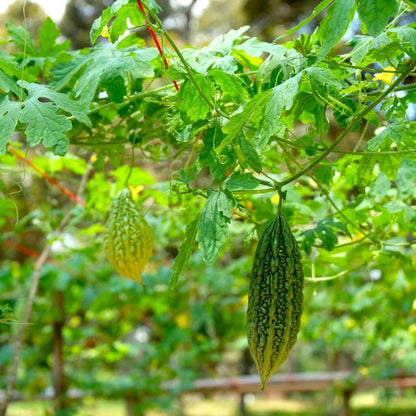 Vietnamese Gourd Seeds 