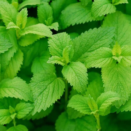 Vietnamese Lemon Mint Seeds 