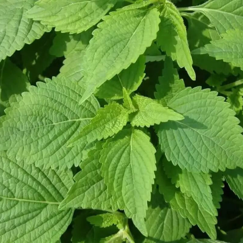 Vietnamese Lemon Mint Seeds 