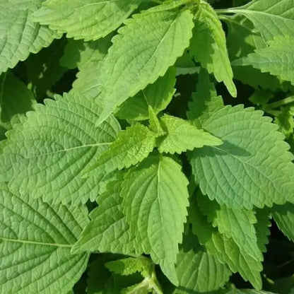 Vietnamese Lemon Mint Seeds 