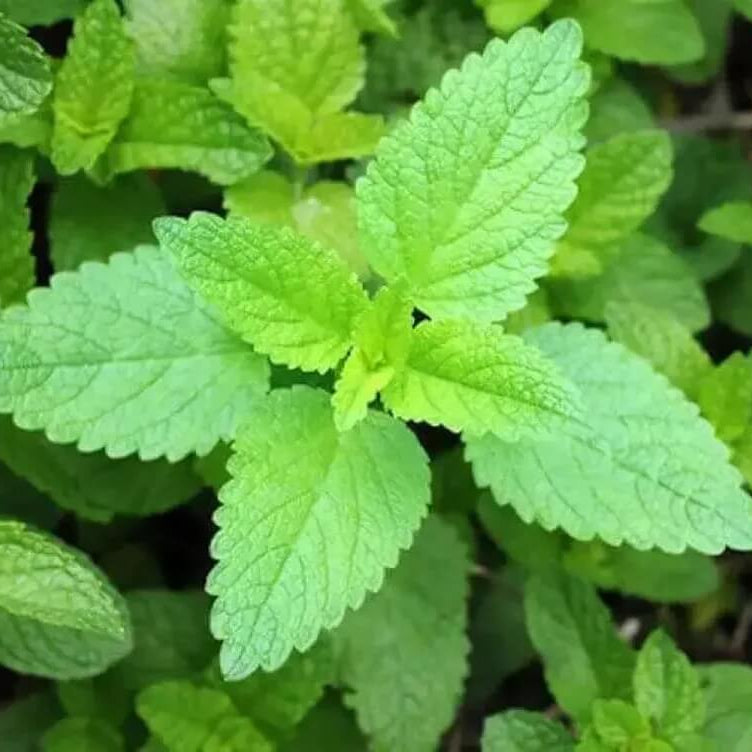 Vietnamese Lemon Mint Seeds 