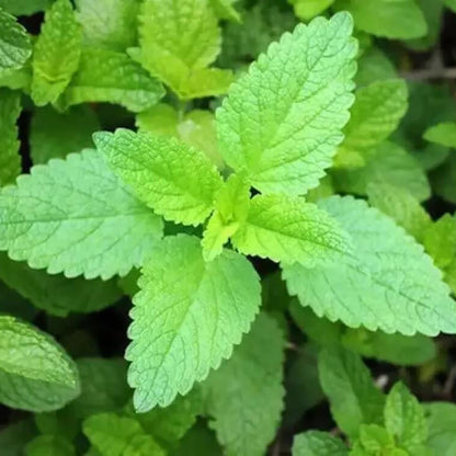 Vietnamese Lemon Mint Seeds 