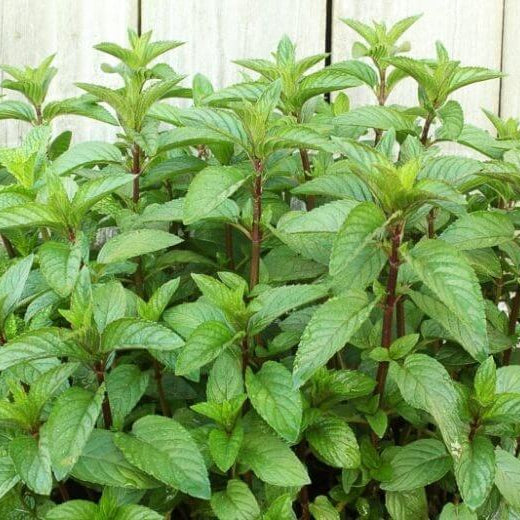 Vietnamese Lemon Mint Seeds 