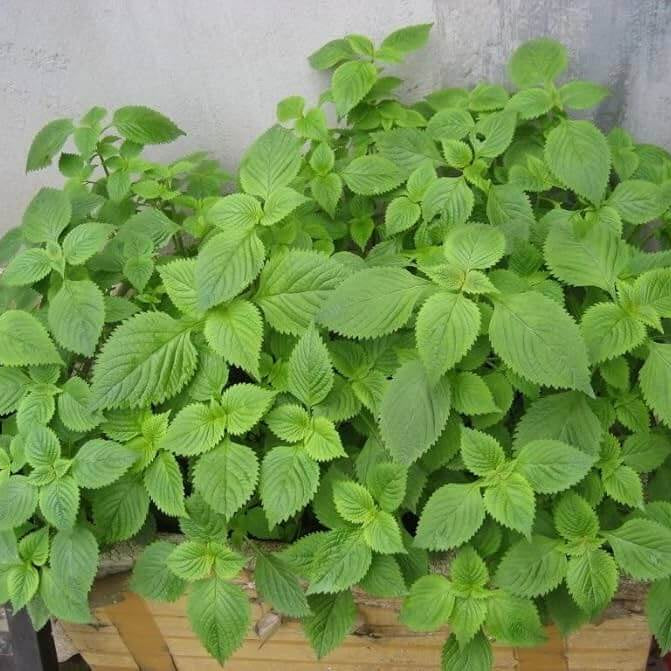 Vietnamese Lemon Mint Seeds 
