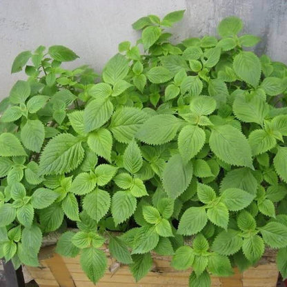 Vietnamese Lemon Mint Seeds 