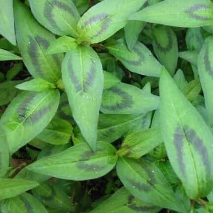 Vietnamese Mint Seeds