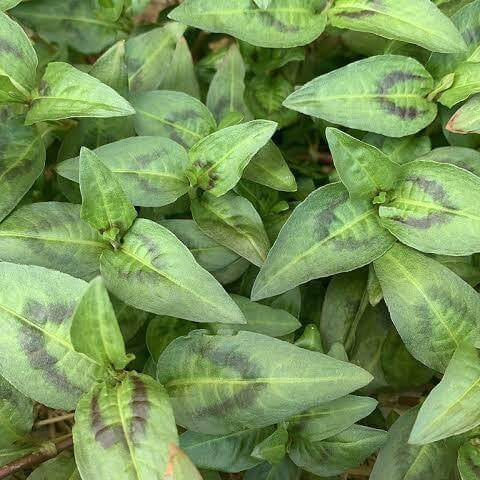 Vietnamese Mint Seeds