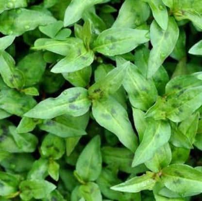 Vietnamese Mint Seeds