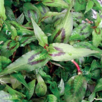 Vietnamese Mint Seeds