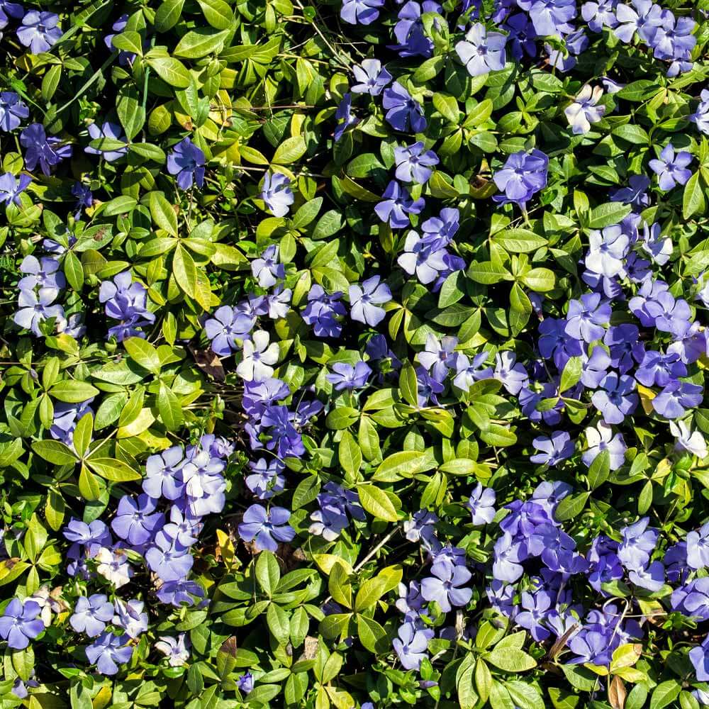 Vinca Minor Seeds 