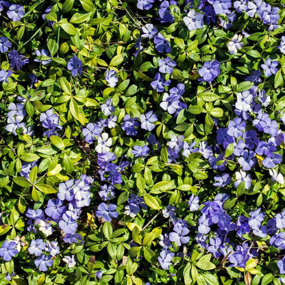 Vinca Minor Seeds 