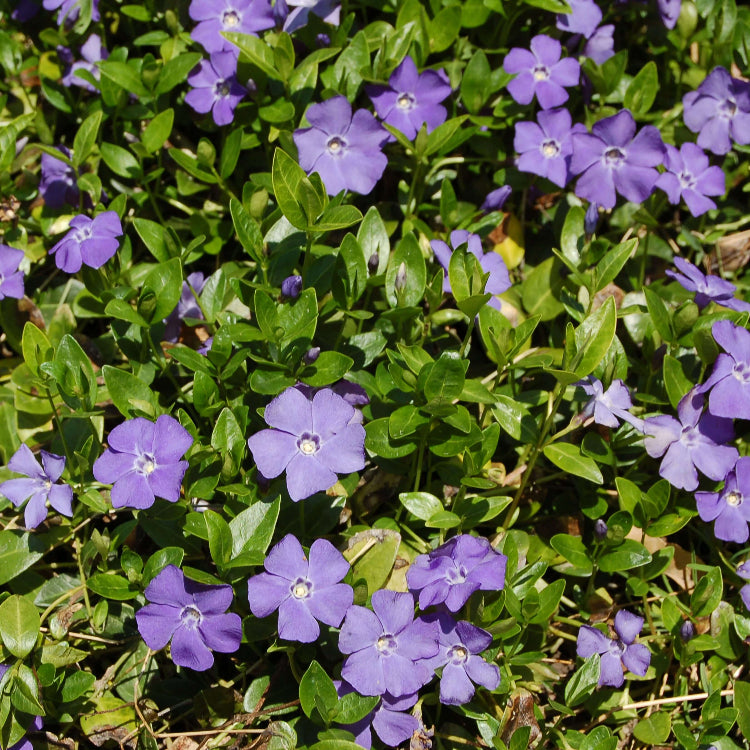 Vinca Minor Seeds 