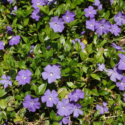 Vinca Minor Seeds 