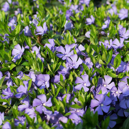 Vinca Minor Seeds 