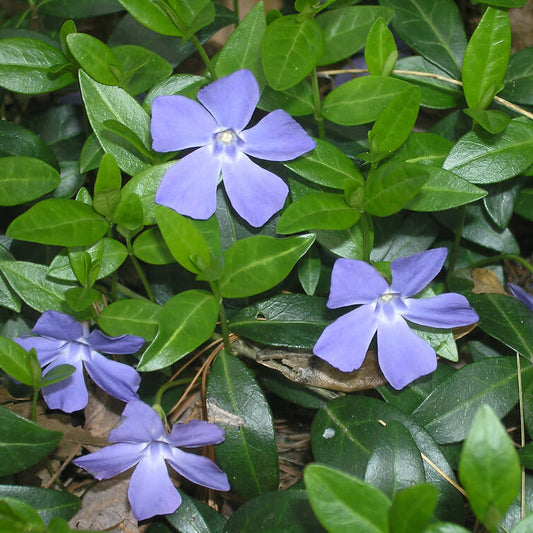 Vinca Minor Seeds 