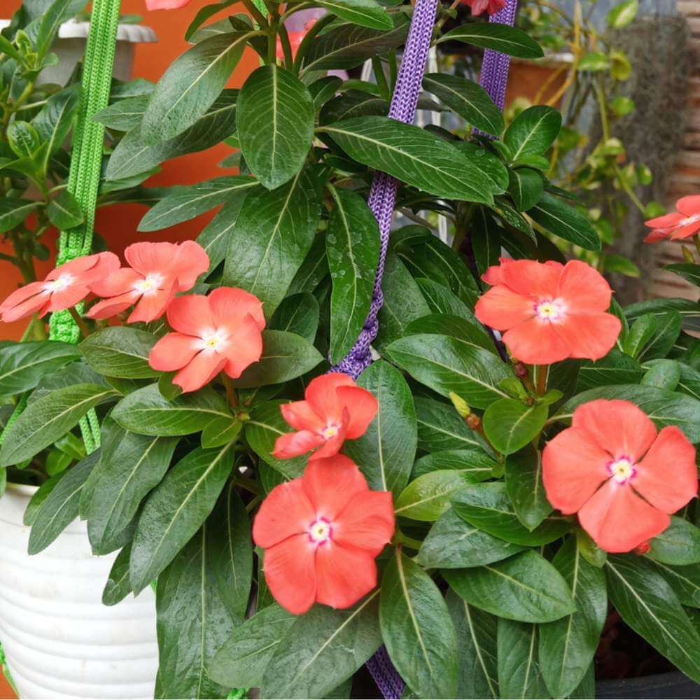 Vinca Seeds - Flower Plant