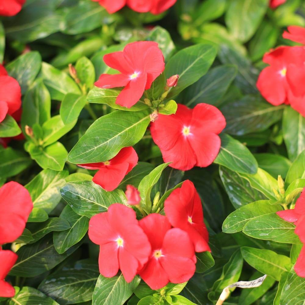 Vinca Seeds - Flower Plant