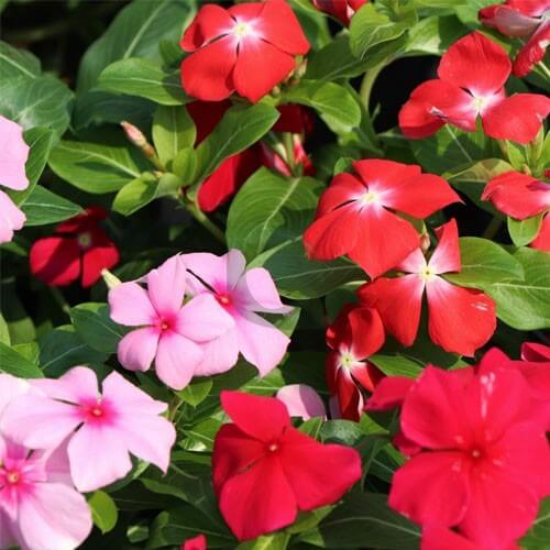 Vinca Seeds - Flower Plant