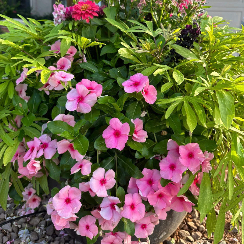 Vinca Seeds for Containers - Heirloom Flower Plant for Home Gardens