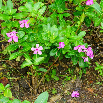 Vinca Seeds for Containers - Heirloom Flower Plant for Home Gardens