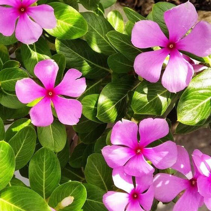 Vinca Seeds for Containers - Heirloom Flower Plant for Home Gardens