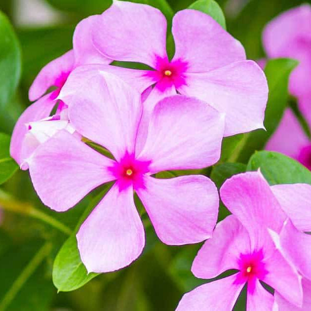 Vinca Seeds for Containers - Heirloom Flower Plant for Home Gardens